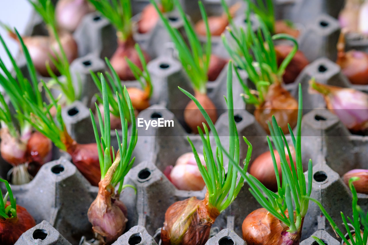Close-up of onions in egg carton