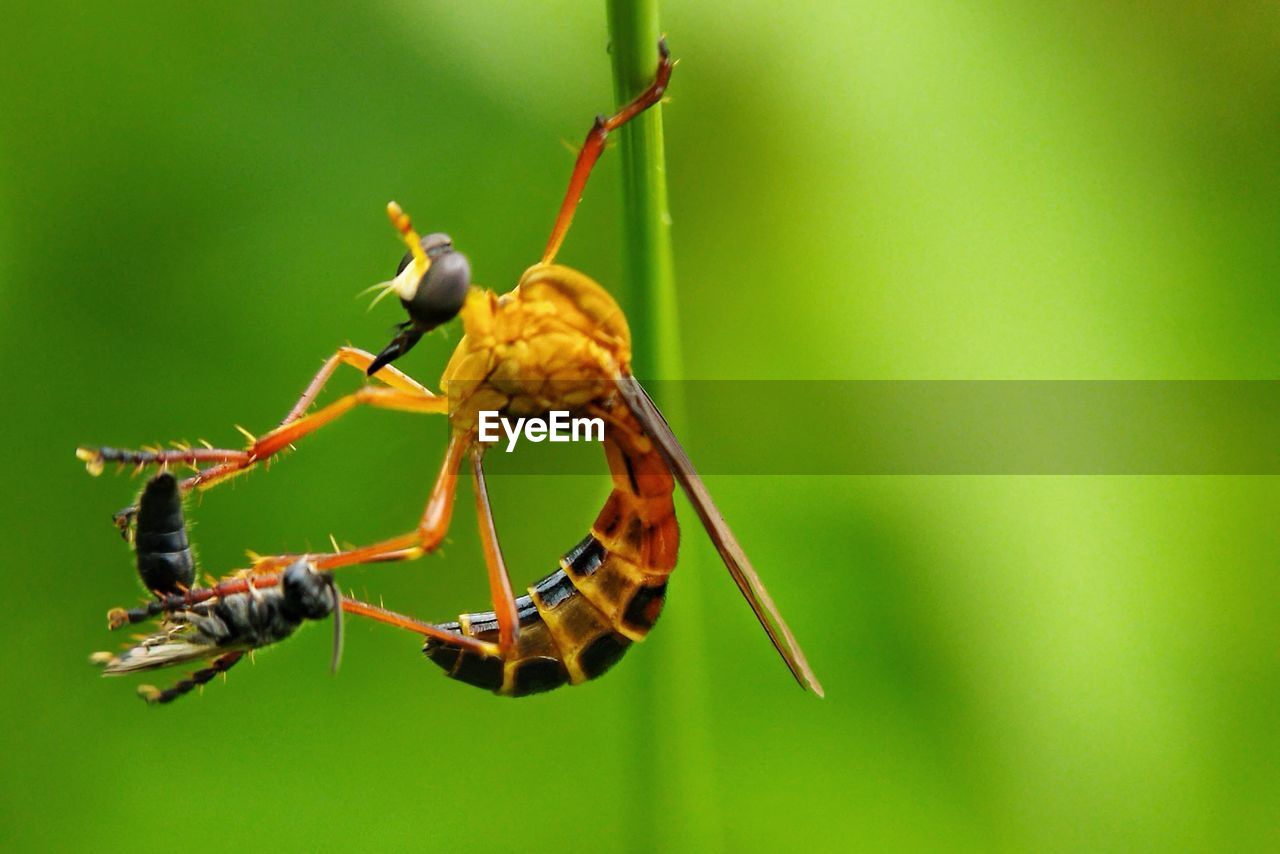 animal themes, animal wildlife, animal, insect, wildlife, one animal, close-up, macro photography, nature, focus on foreground, no people, animal body part, beauty in nature, macro, green, green background, plant, outdoors, wasp, limb, animal wing, plant stem, day, full length, magnification, zoology