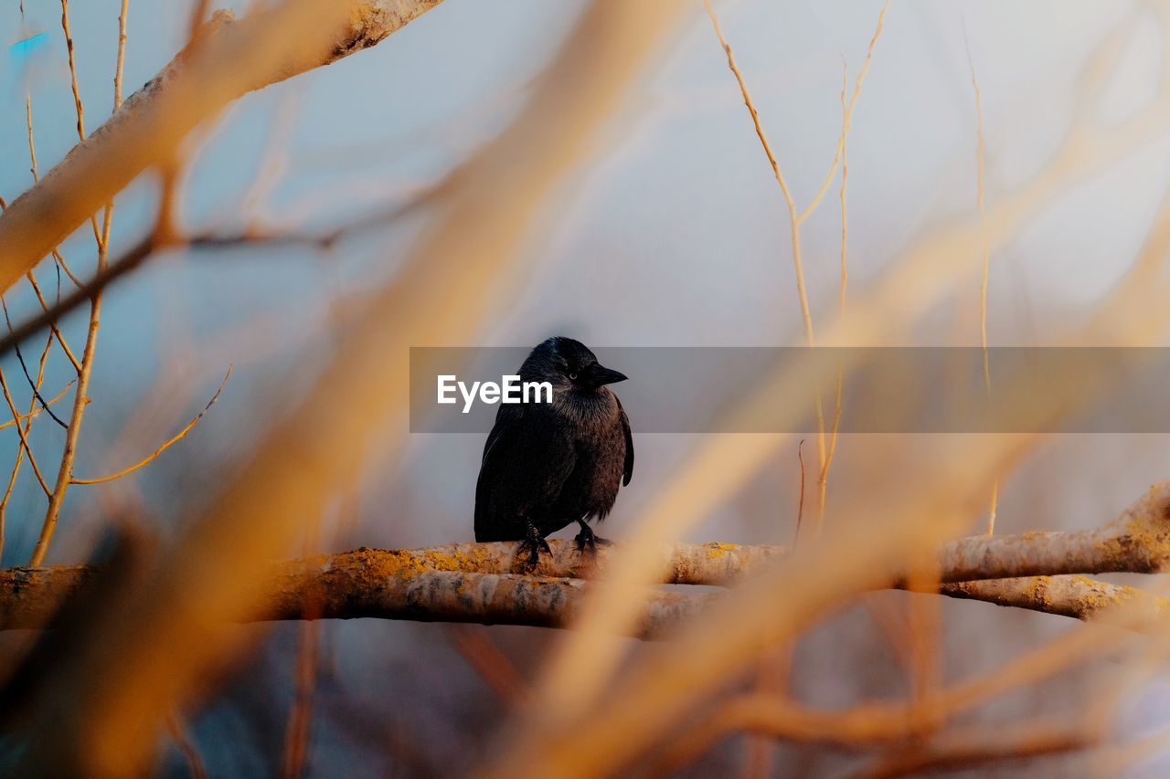 animal themes, animal, animal wildlife, bird, wildlife, nature, one animal, tree, branch, perching, plant, close-up, no people, selective focus, outdoors, beak, day