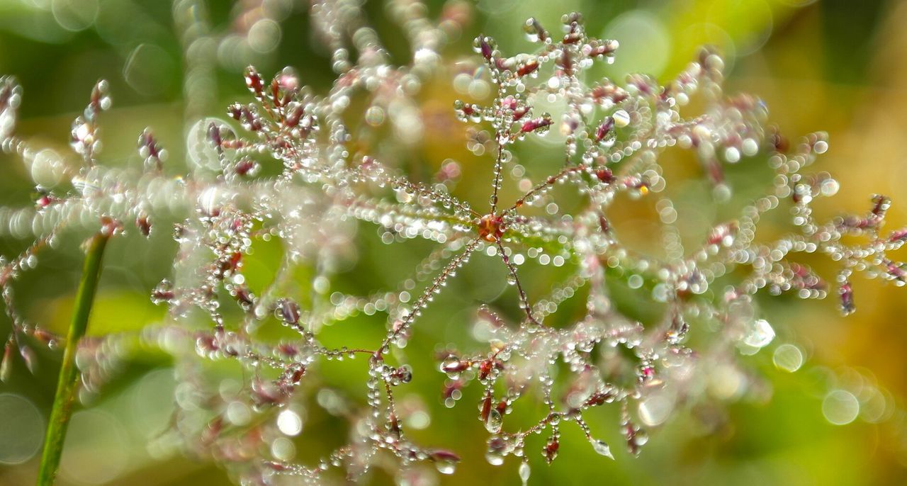 Close-up of water drops on plant in field