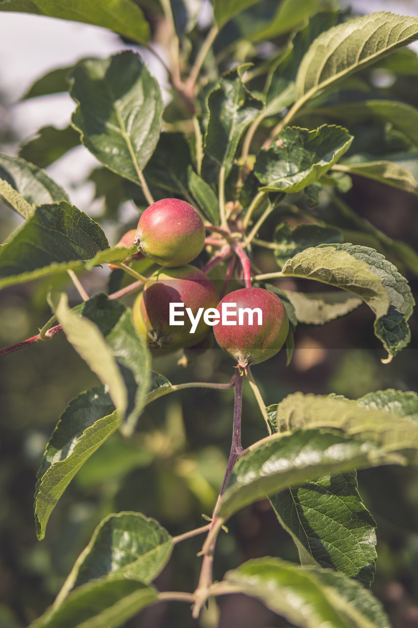 CLOSE-UP OF APPLES GROWING ON PLANT