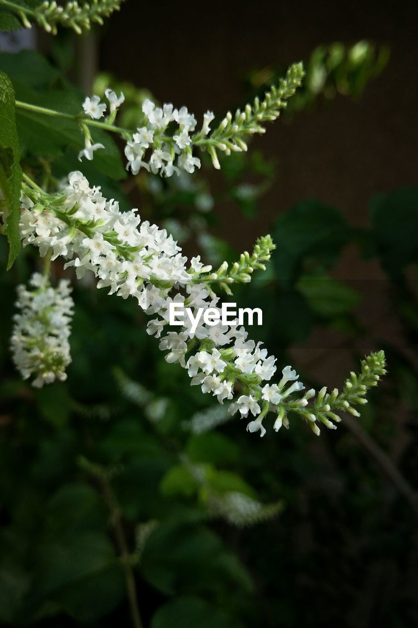 CLOSE-UP OF PLANT AGAINST TREE