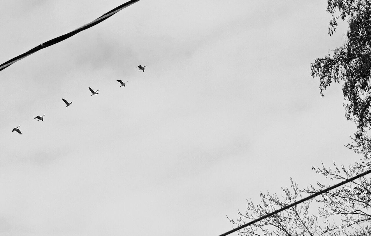 Low angle view of birds against cloudy sky