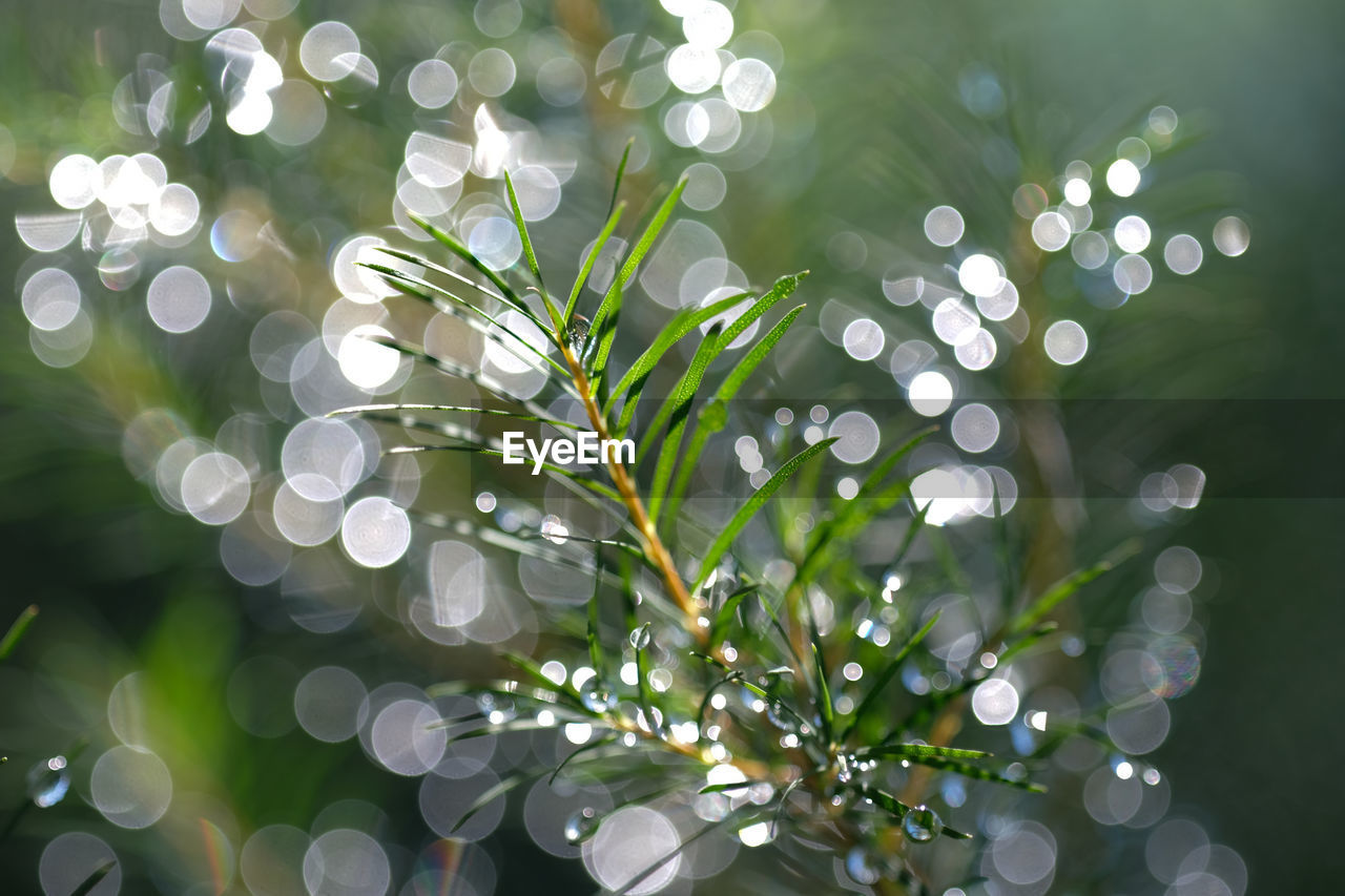 Close-up of plant with dew drops