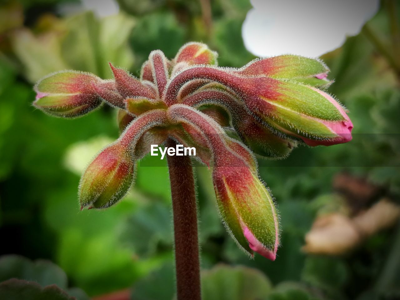 Close-up of pink flowering plant geranium