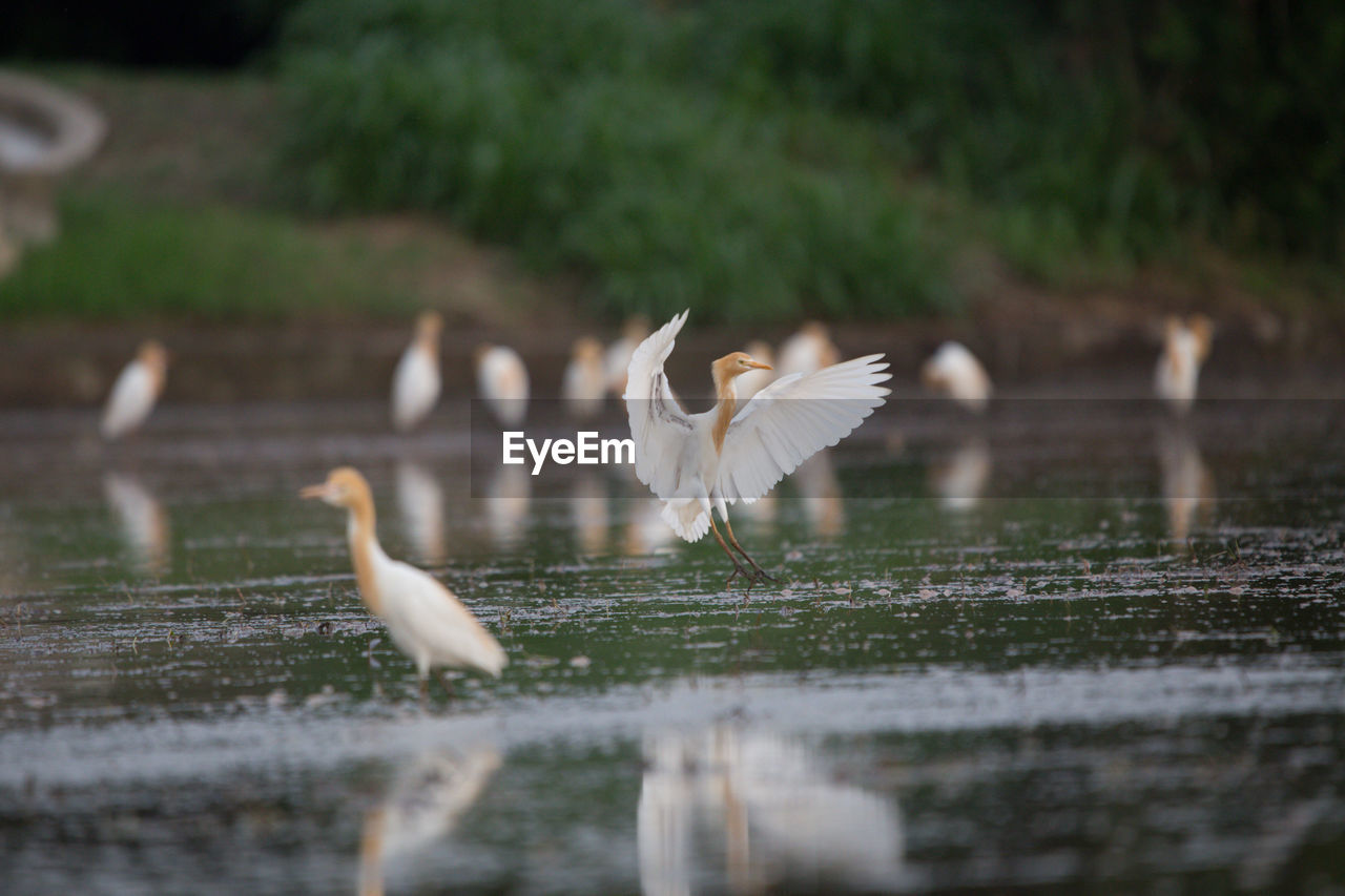 SEAGULLS FLYING IN LAKE