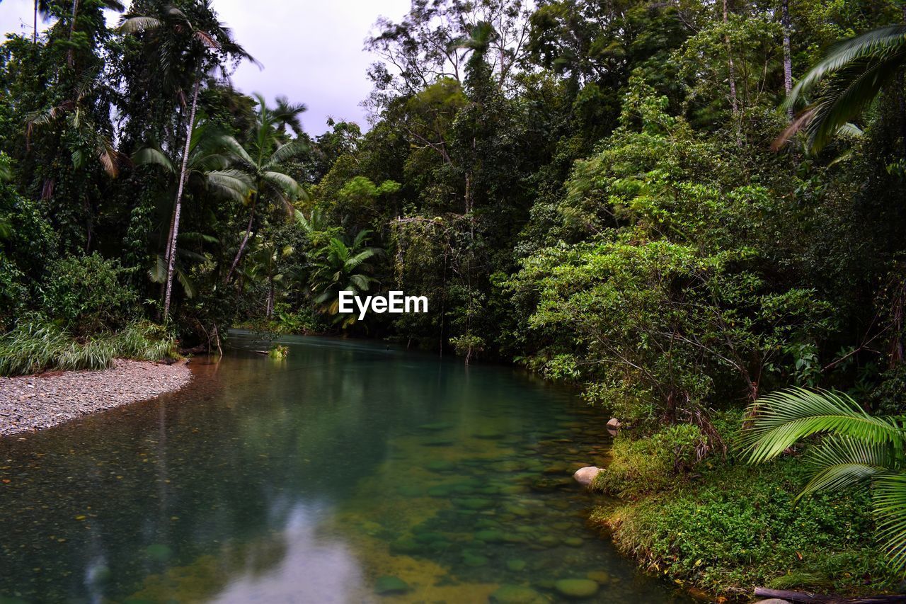 TREES BY LAKE IN FOREST