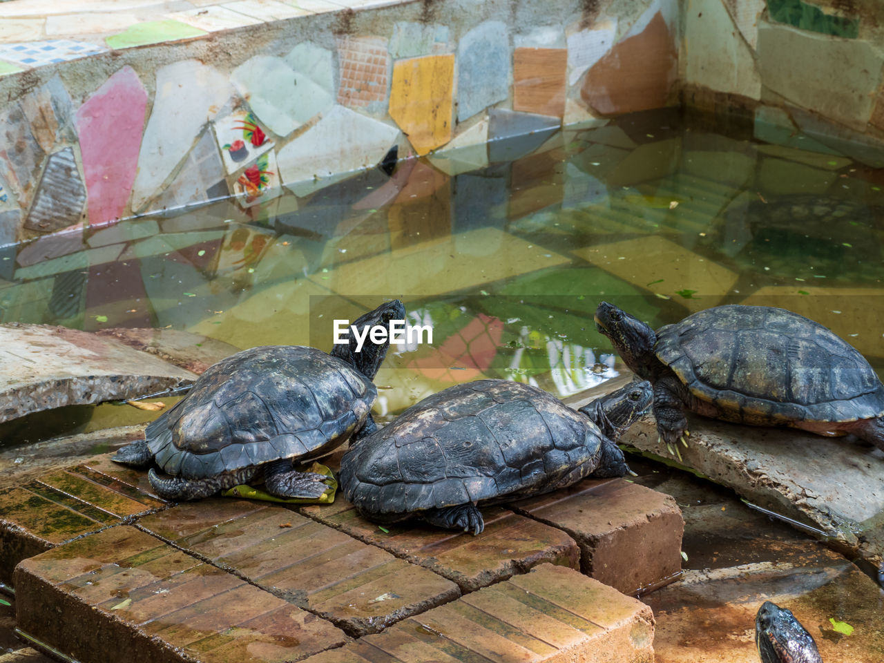 HIGH ANGLE VIEW OF TORTOISE IN WATER