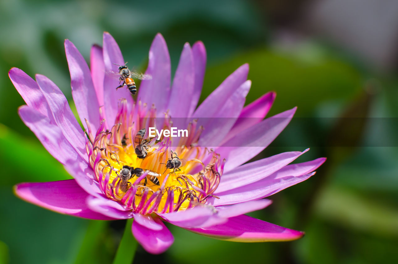 Close-up of bee on flower