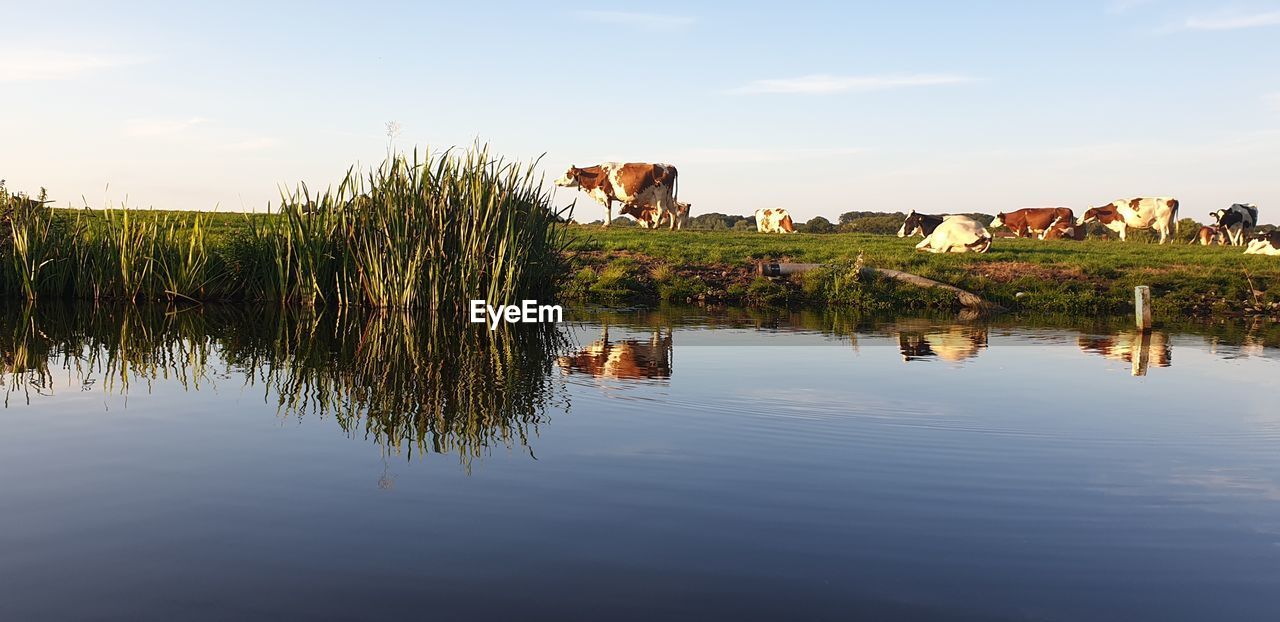 COW DRINKING WATER IN LAKE