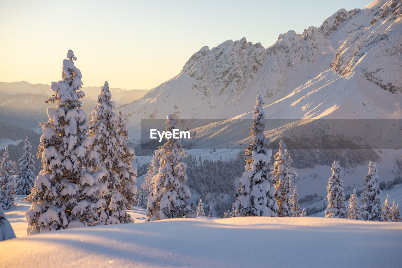 Winter mountain landscape with snowy fir trees during the sunset in the austrian alps