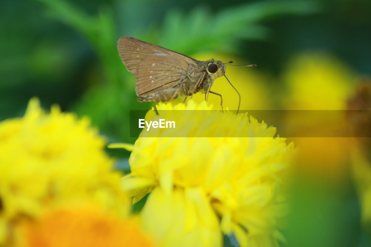 CLOSE-UP OF BUTTERFLY ON FLOWER