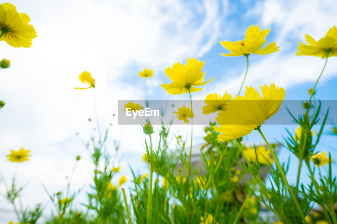 CLOSE-UP OF YELLOW FLOWERING PLANTS ON FIELD AGAINST SKY