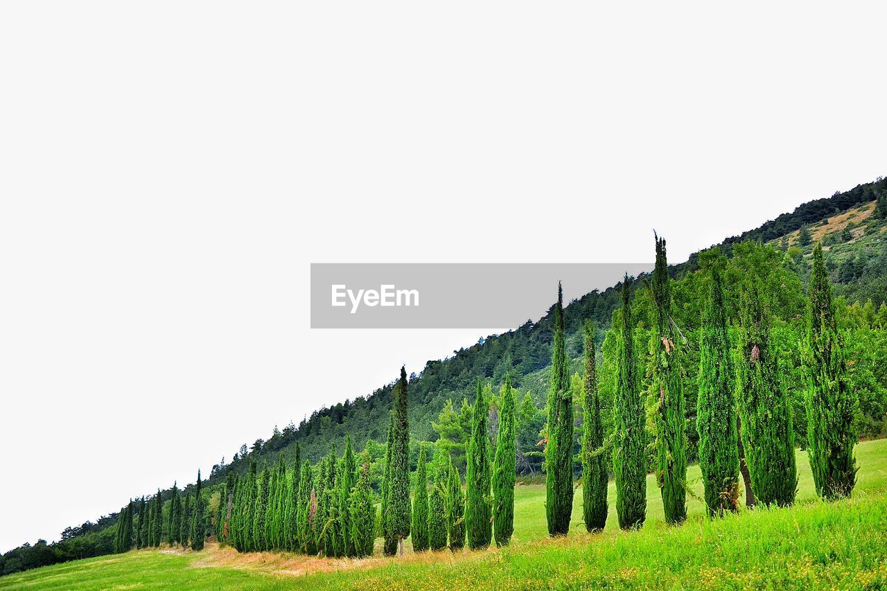 TREES ON LANDSCAPE AGAINST CLEAR SKY