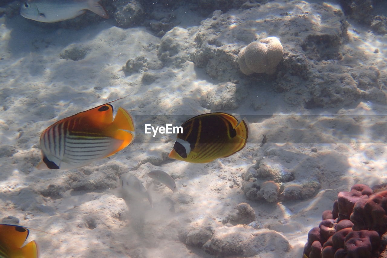 VIEW OF FISH UNDERWATER