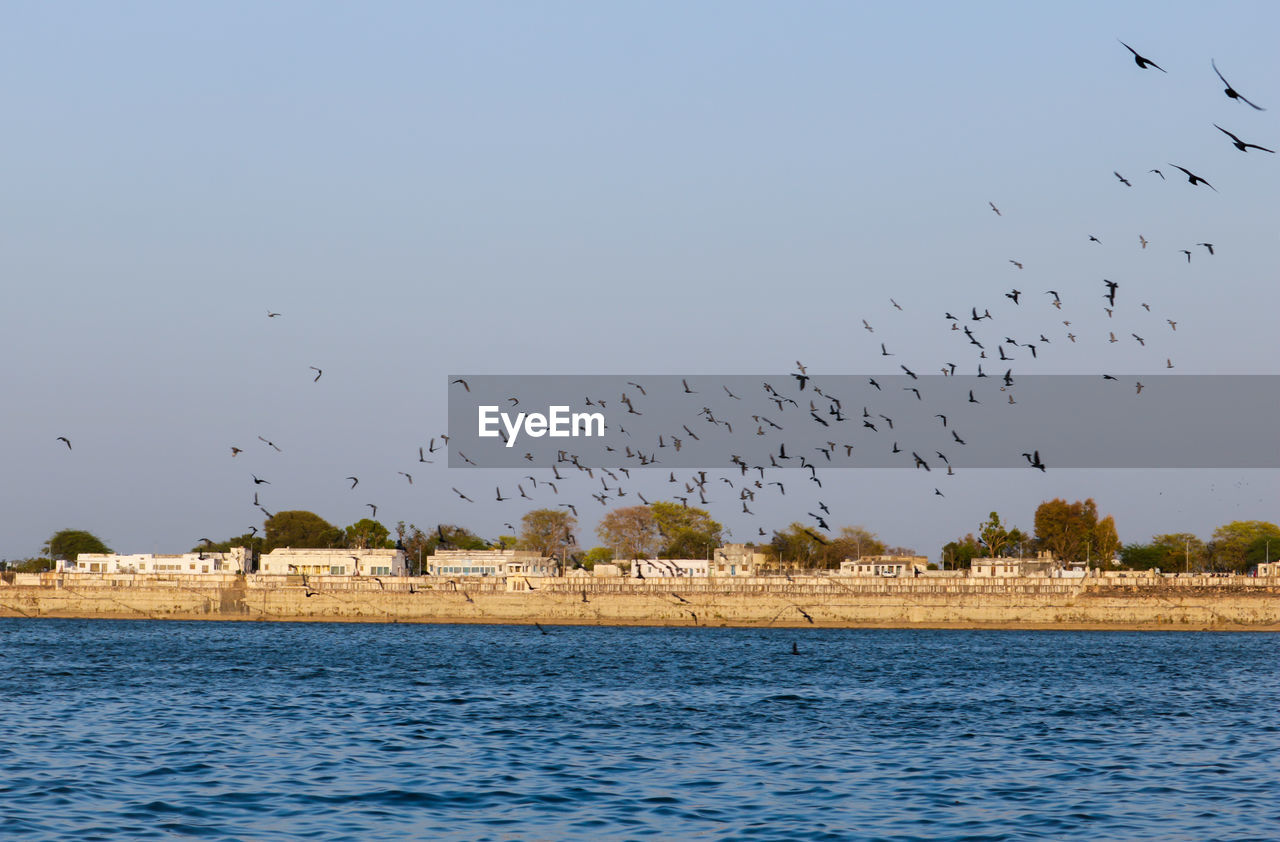 FLOCK OF BIRDS FLYING OVER LAKE