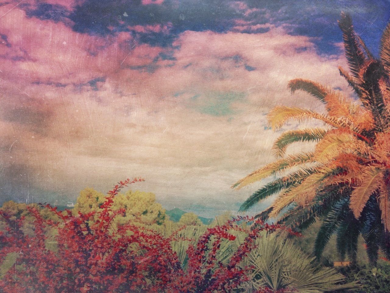 Plants and tree against cloudy sky