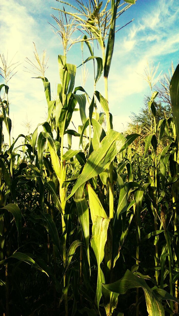 CLOSE-UP OF CROP ON FIELD