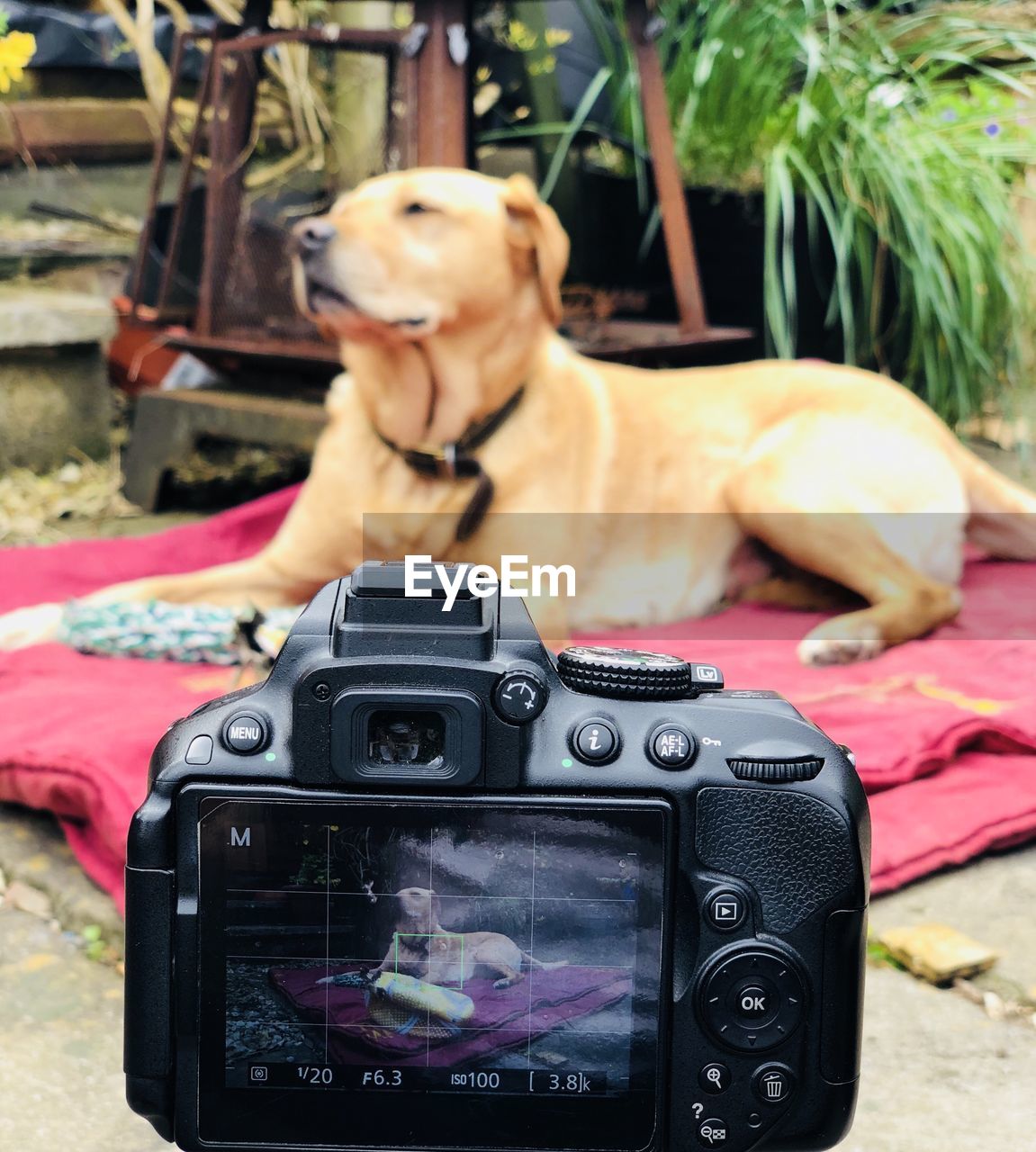 CLOSE-UP OF CAMERA PHOTOGRAPHING WITH DOG ON MOBILE PHONE