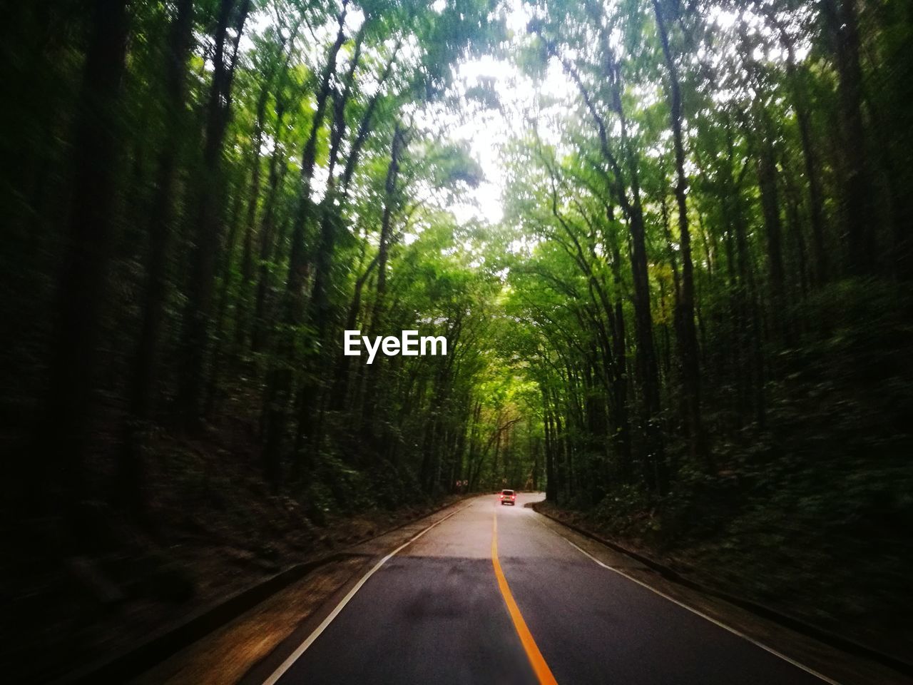 VIEW OF TREES IN FOREST