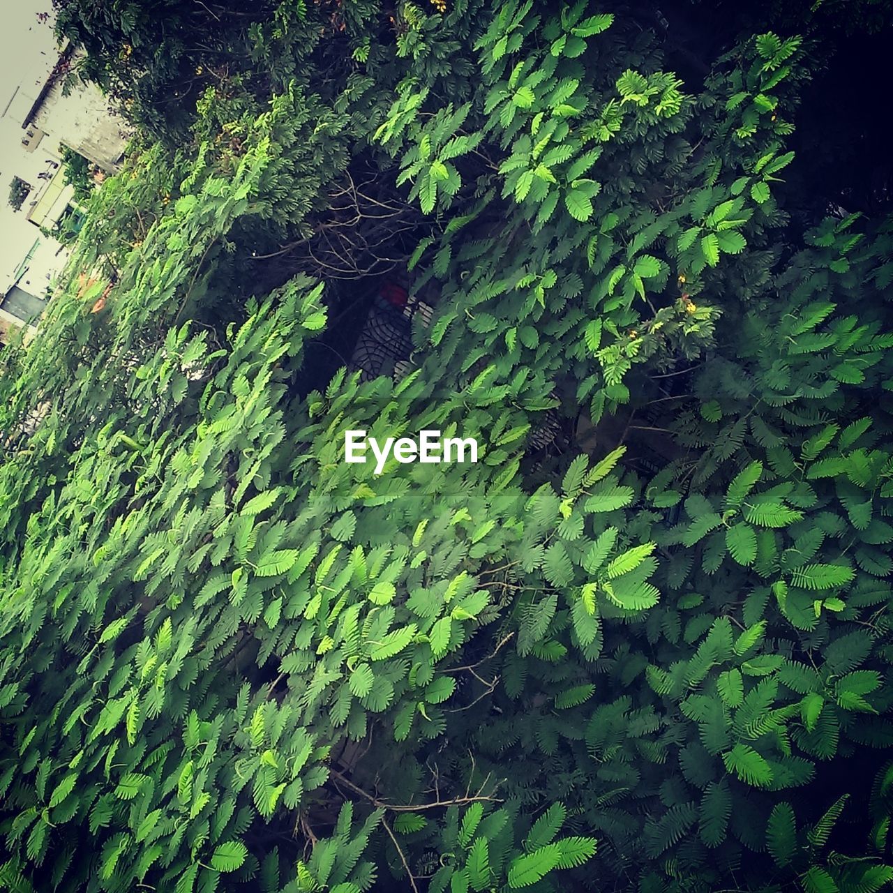 CLOSE-UP OF PLANTS AGAINST WATER