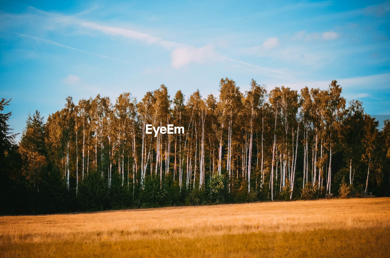 Trees in forest against sky