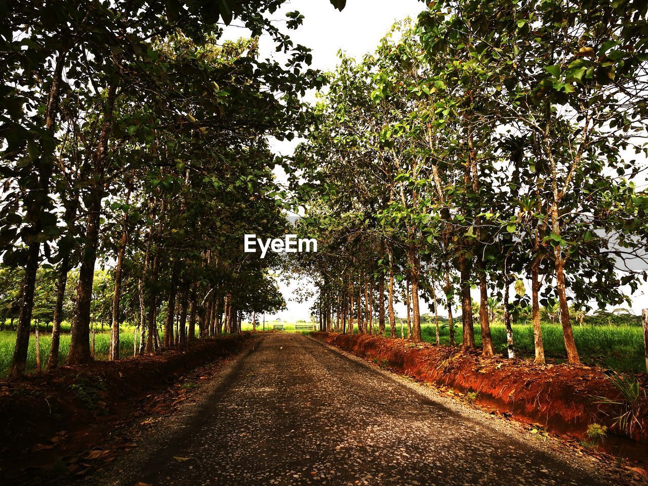 ROAD BY TREES AGAINST SKY