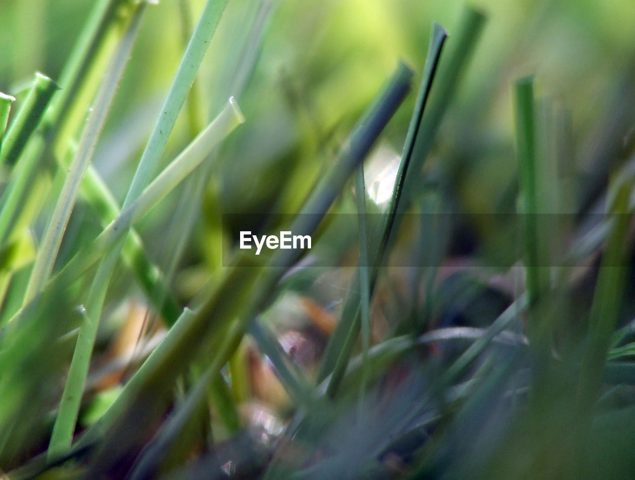 CLOSE-UP OF GRASS ON FIELD