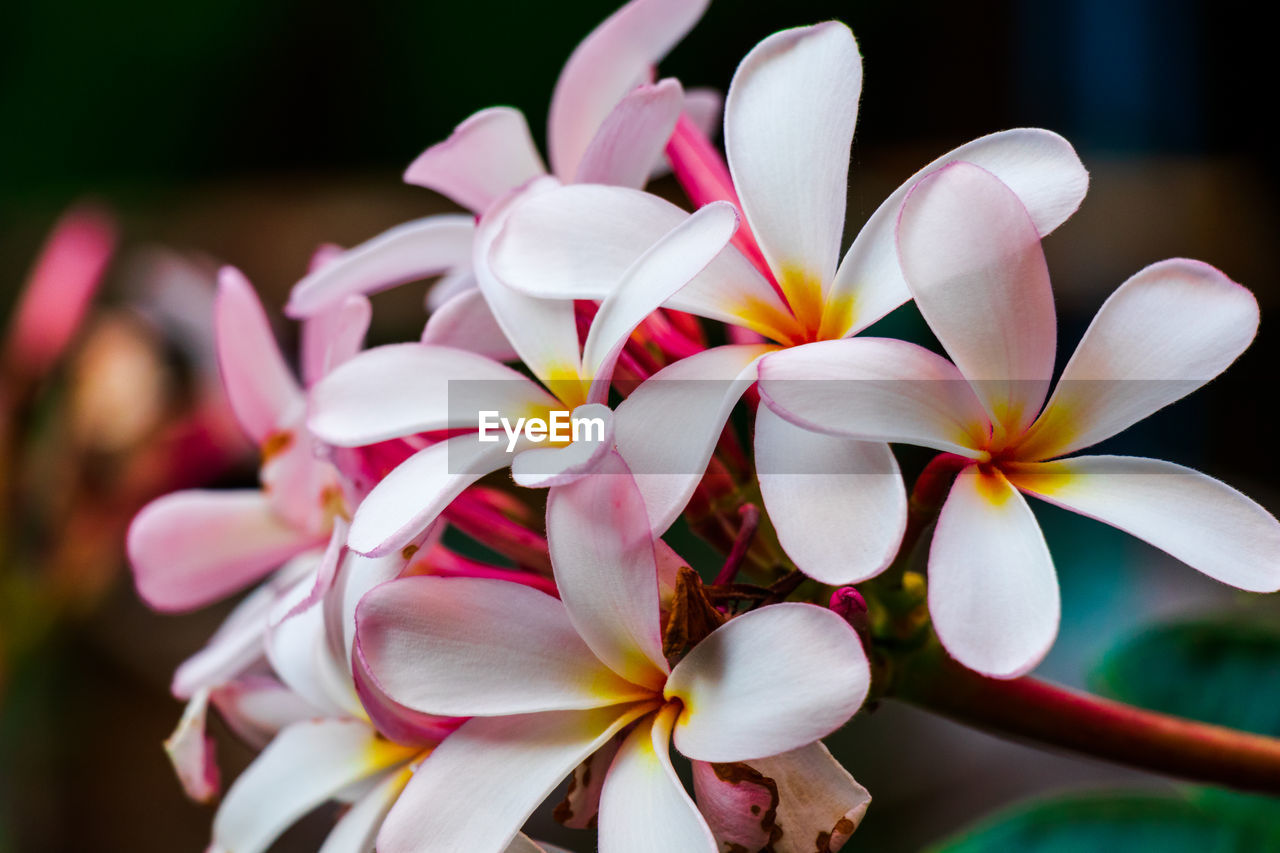 Close-up of frangipani on plant