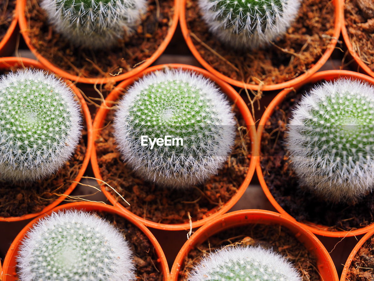 Directly above shot of cactus growing in pots
