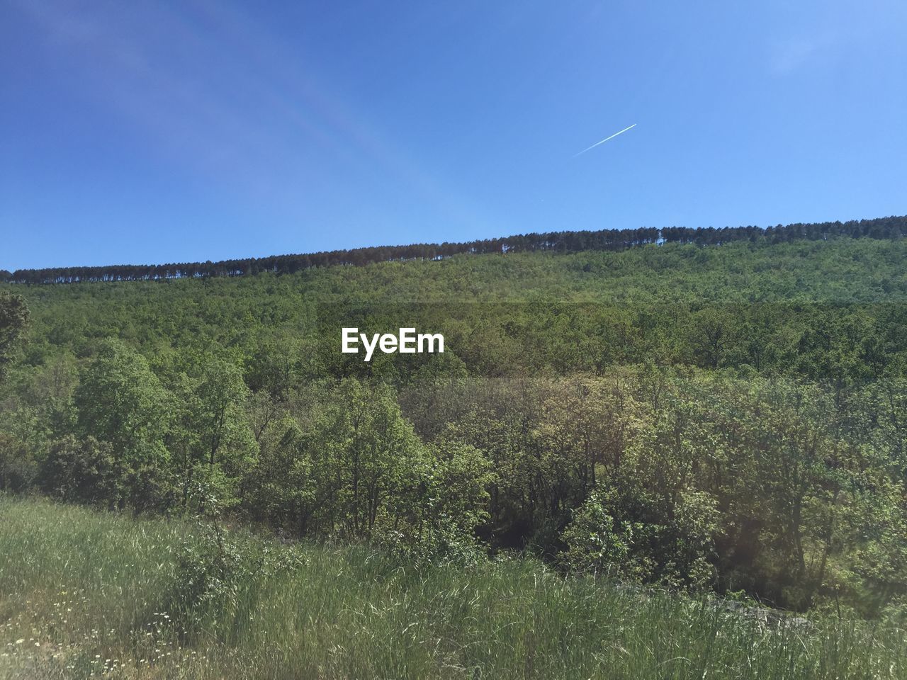 Scenic view of grassy field against sky