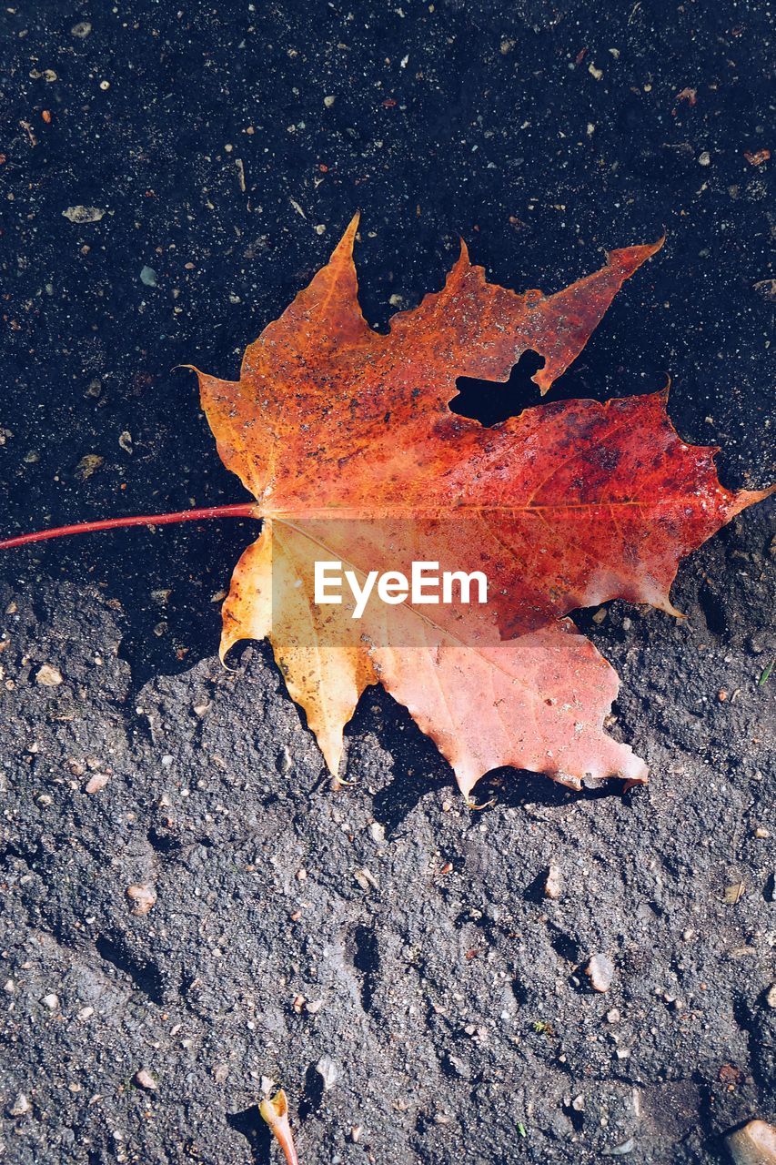 HIGH ANGLE VIEW OF DRY MAPLE LEAF ON STREET