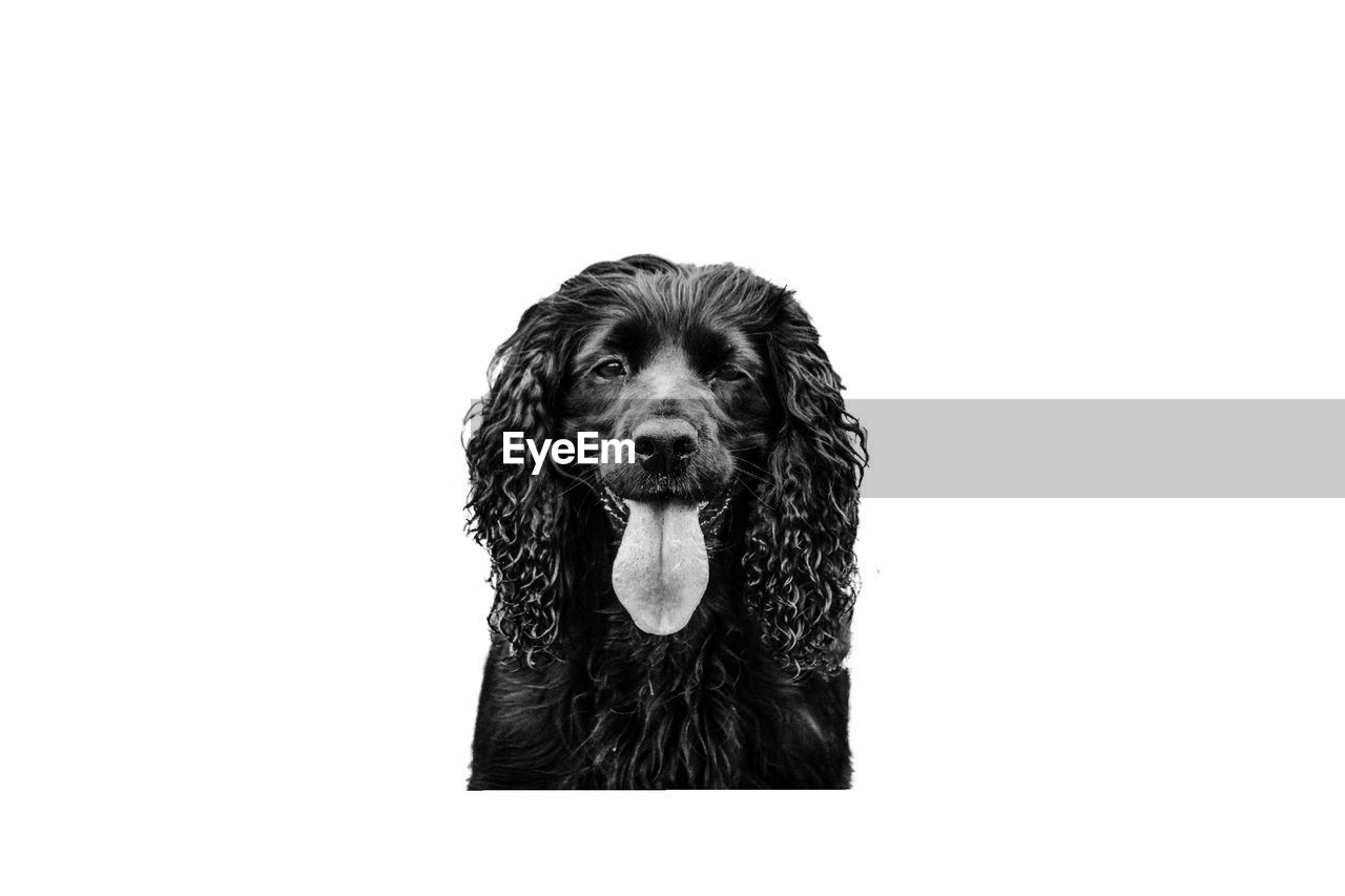 CLOSE-UP PORTRAIT OF BLACK DOG AGAINST WHITE BACKGROUND