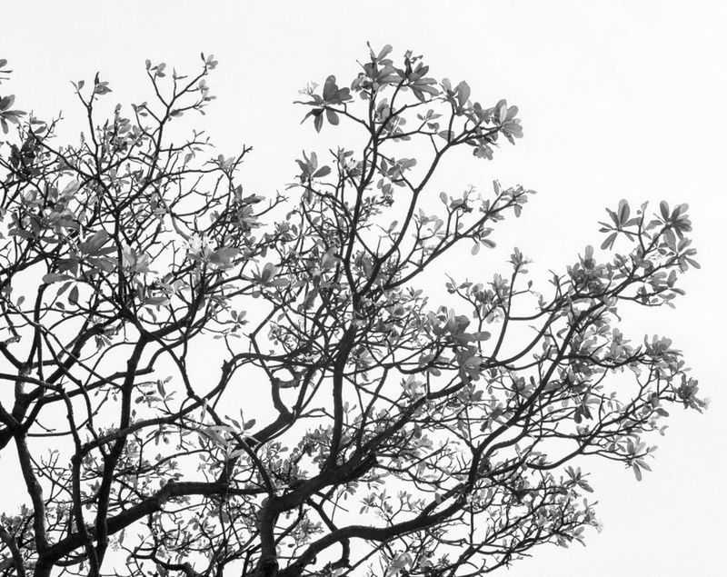 LOW ANGLE VIEW OF TREES AGAINST CLEAR SKY