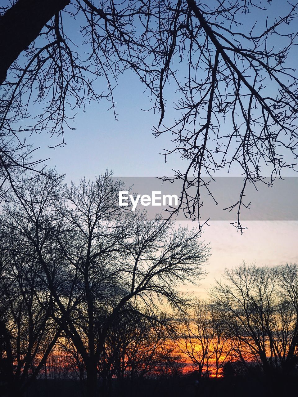 LOW ANGLE VIEW OF SILHOUETTE BARE TREE AGAINST SKY