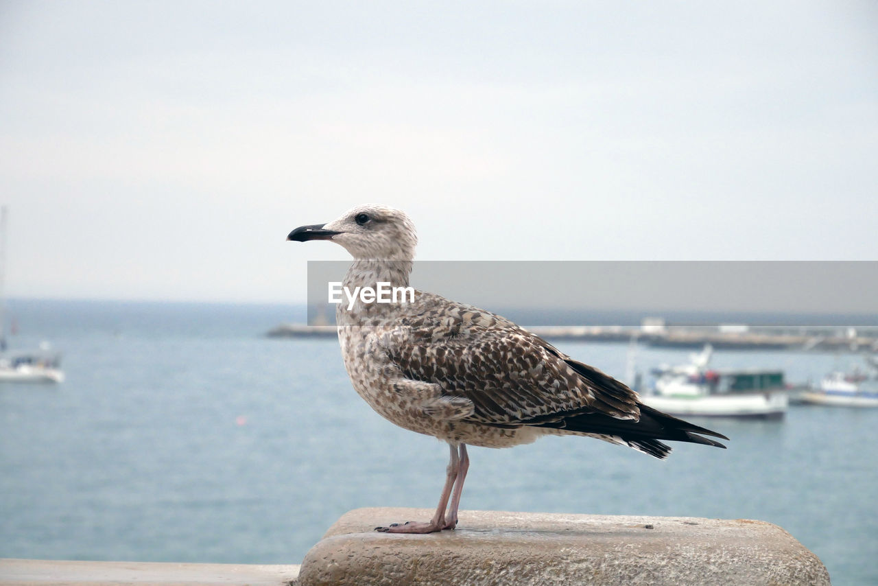 Close-up of seagull perching on retaining wall by sea against sky