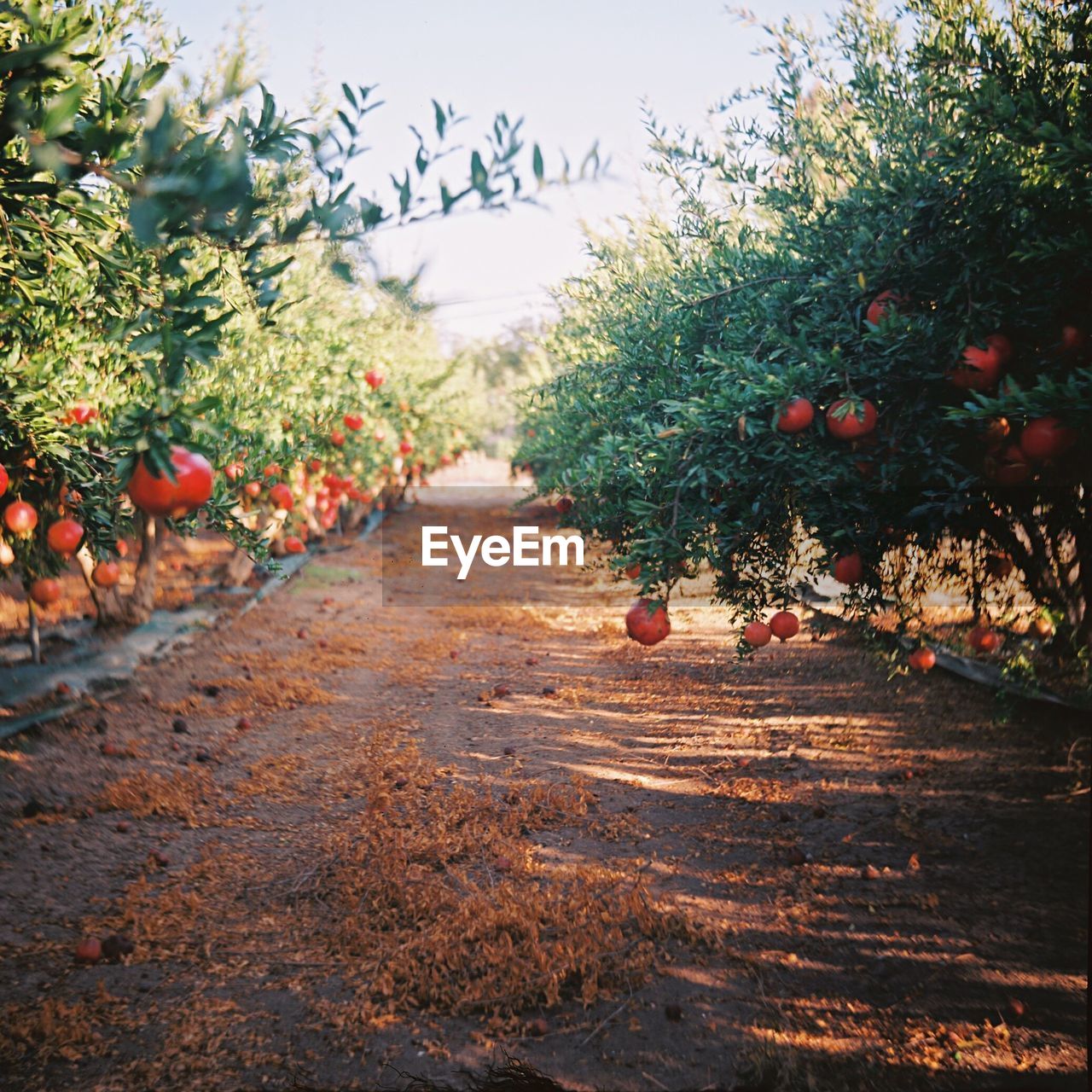 Fruits on tree against sky