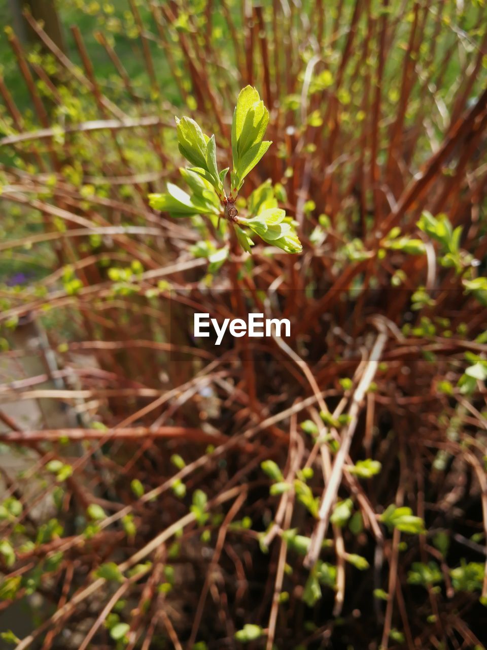 CLOSE-UP OF PLANT GROWING IN FIELD