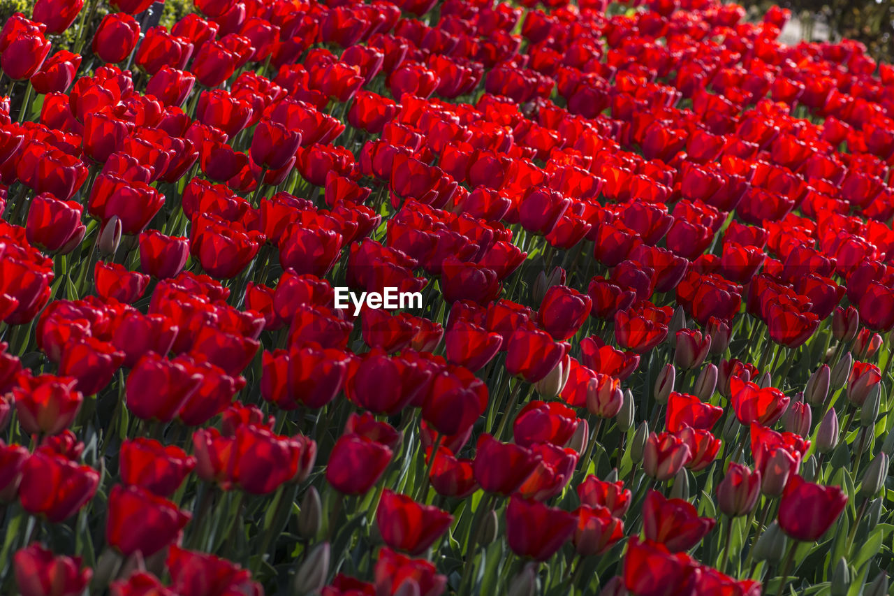 CLOSE-UP OF RED TULIP