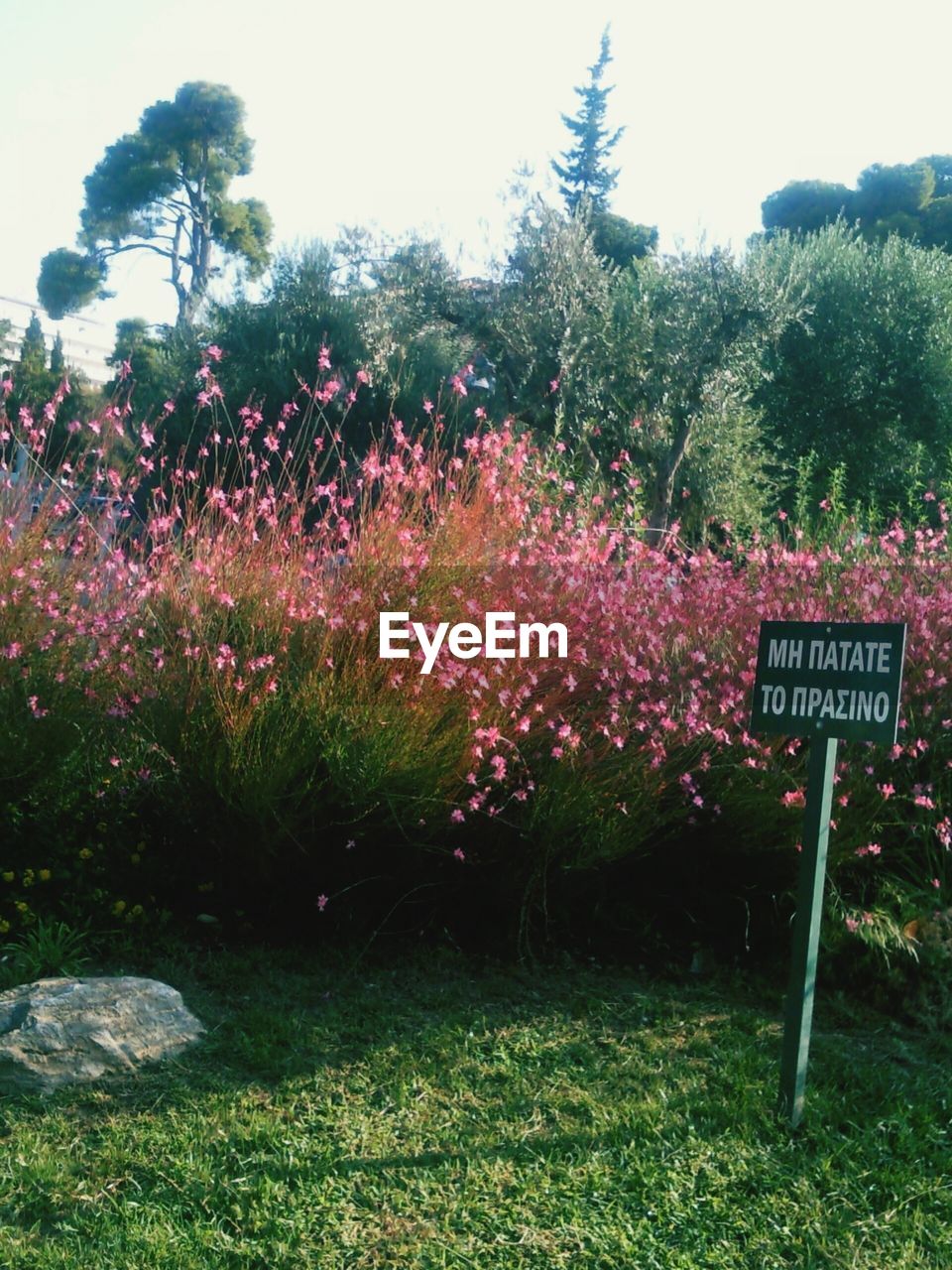 PLANTS GROWING ON FIELD