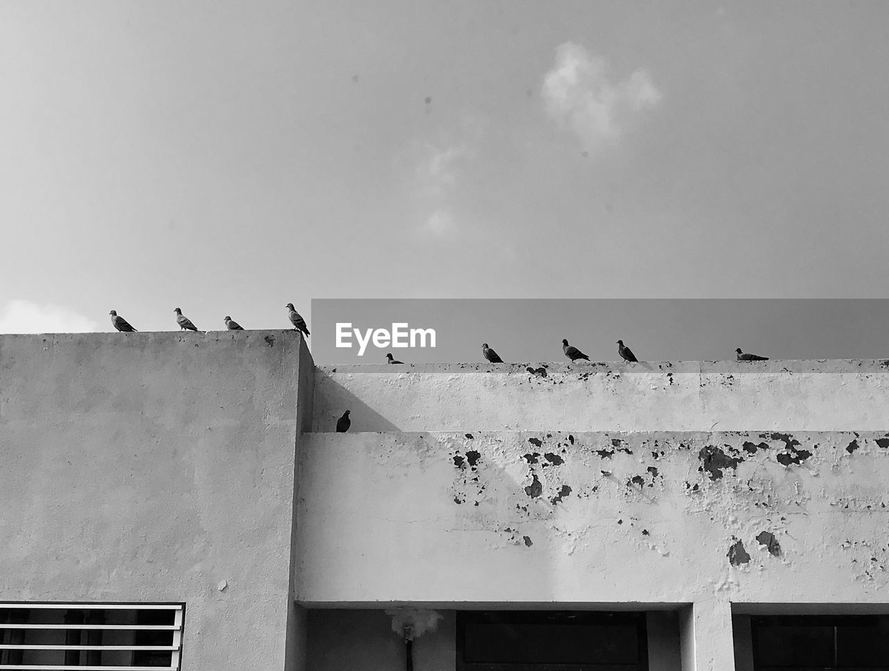 white, black, monochrome, black and white, bird, wildlife, monochrome photography, animal themes, animal, group of animals, architecture, animal wildlife, wall, large group of animals, built structure, sky, building exterior, no people, low angle view, flock of birds, day, nature, flying, outdoors, wall - building feature, building, line