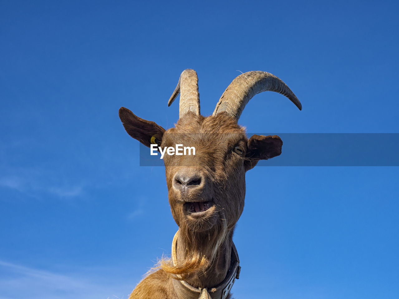 Close-up of a goat in the alps