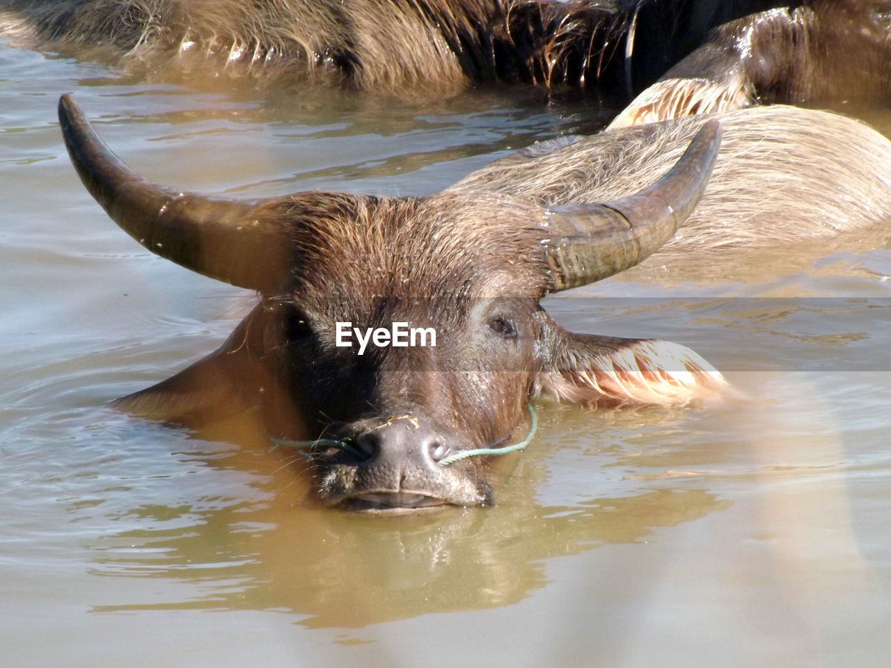 Close-up of animal in water