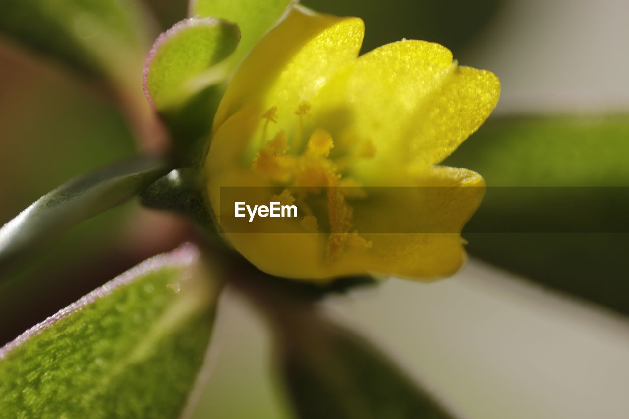 CLOSE-UP OF YELLOW FLOWER GROWING OUTDOORS