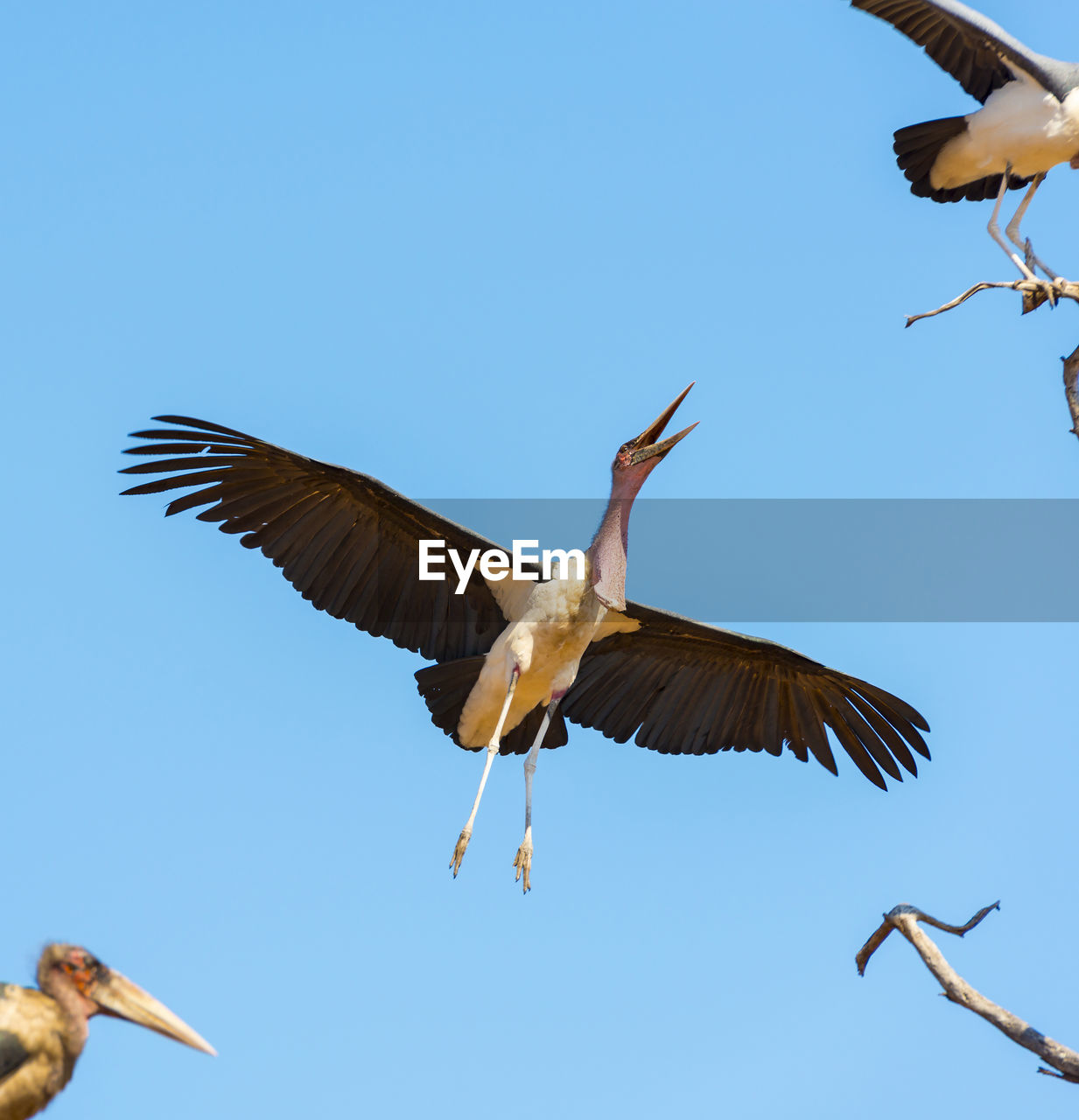 LOW ANGLE VIEW OF BIRD FLYING AGAINST CLEAR SKY