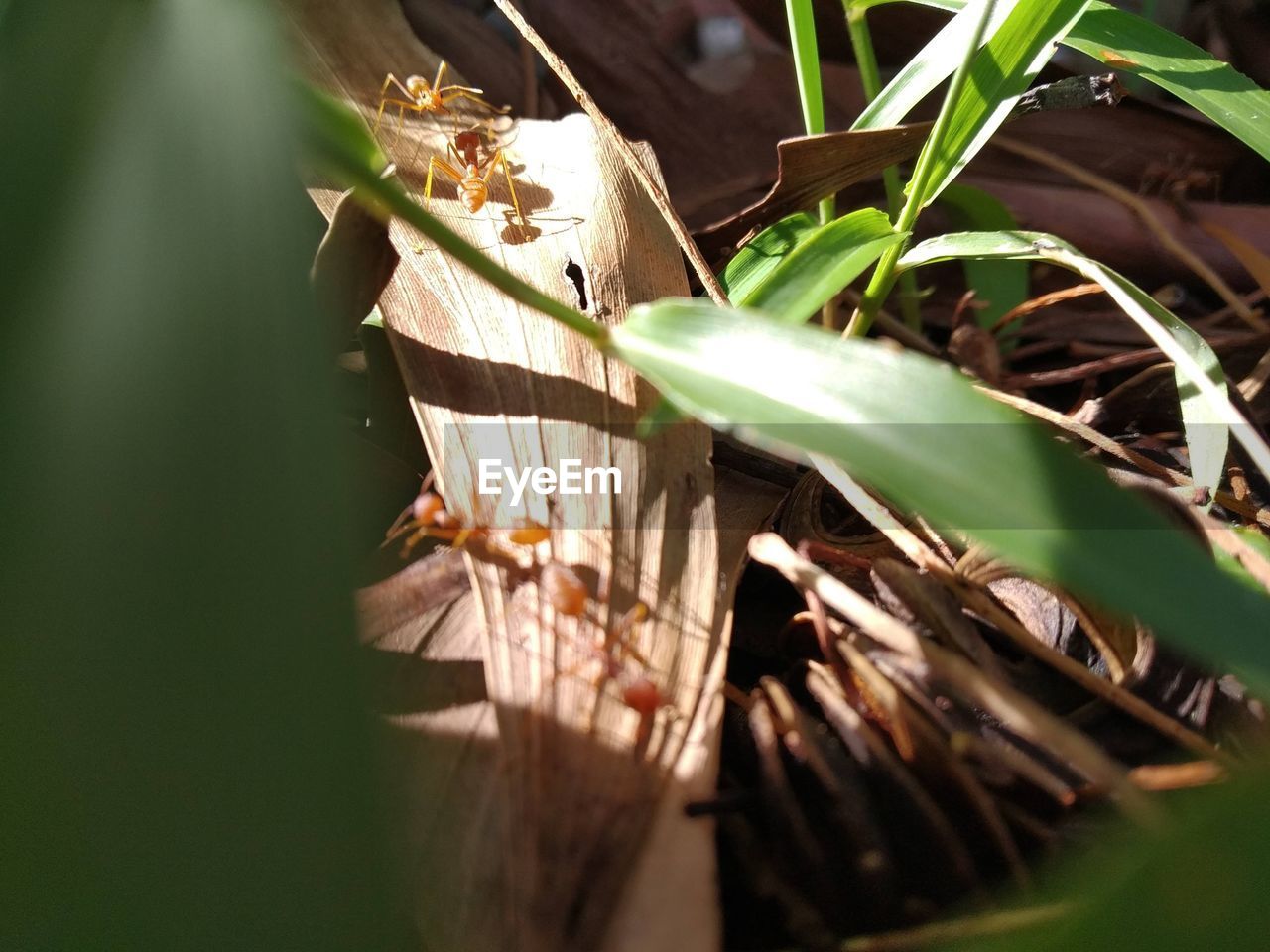 CLOSE-UP OF LIZARD ON LEAVES