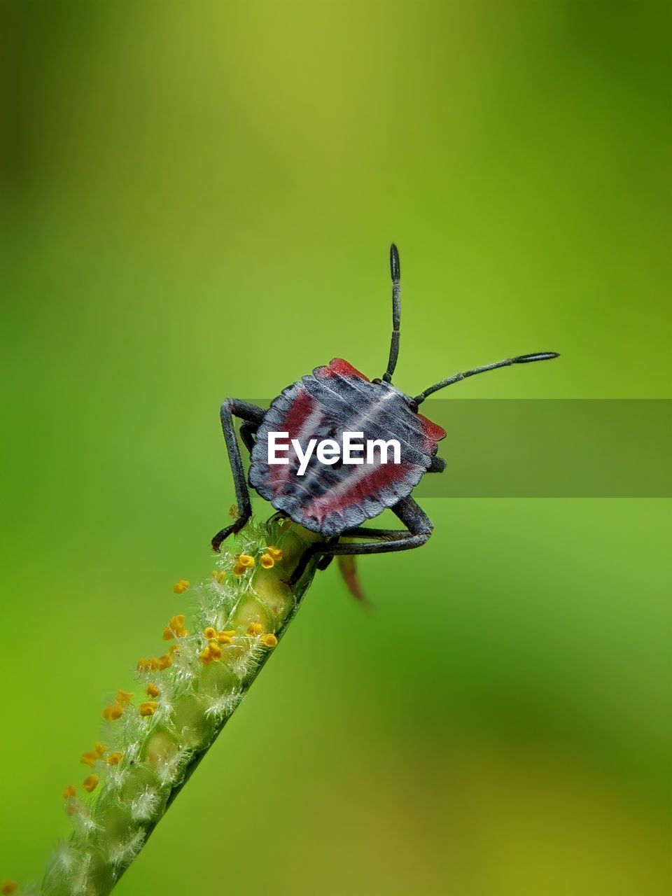 Close-up of butterfly on flower