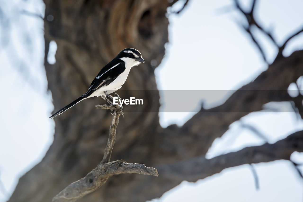low angle view of bird perching on tree against sky