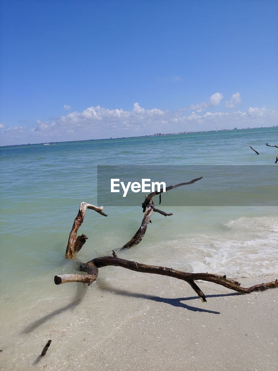 Driftwood on beach against blue sky