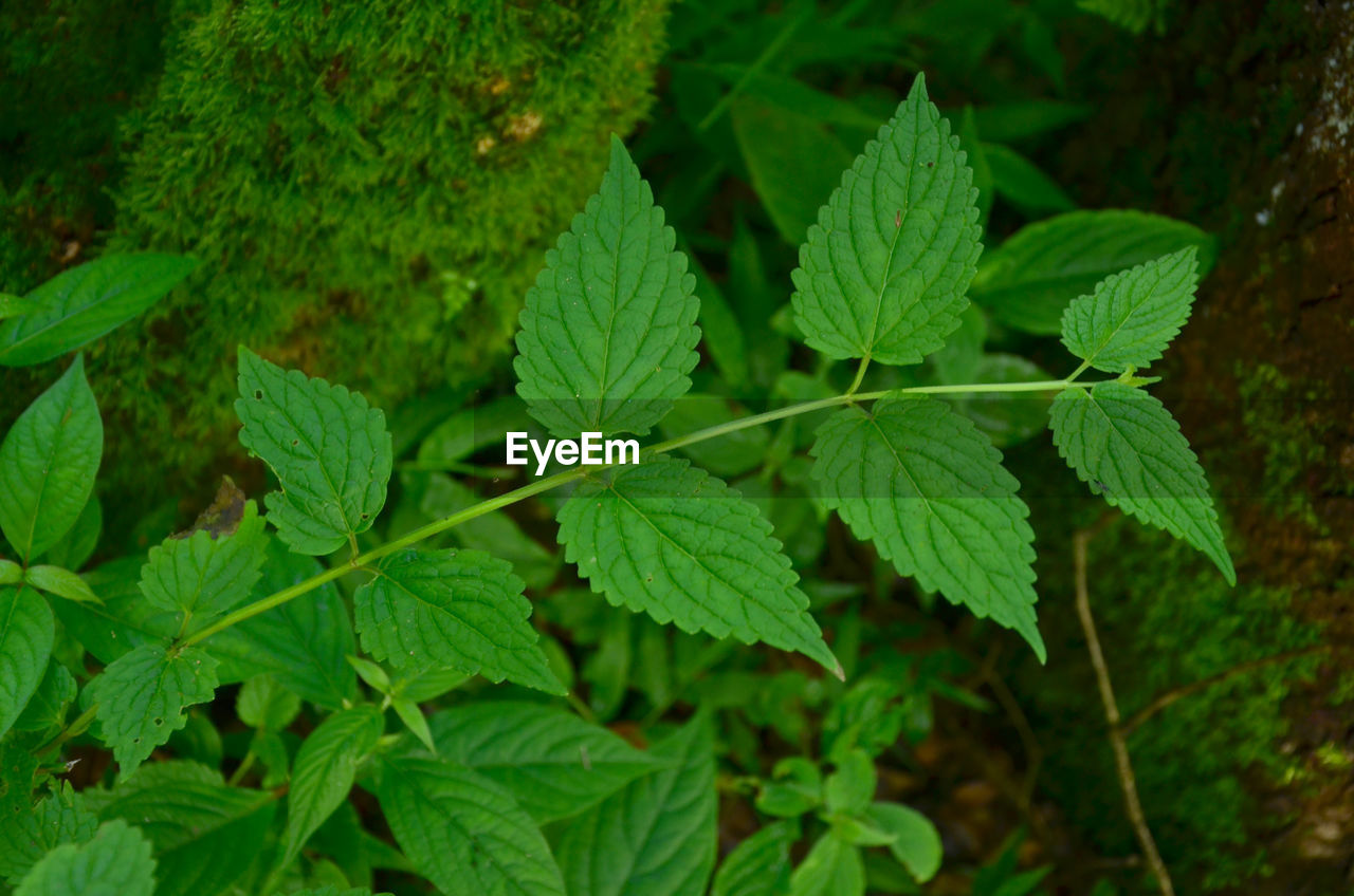 Close-up of green leaves on plant